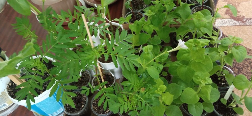 Продам рассаду недорого