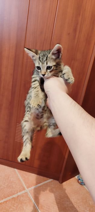 Уличный котенок в добрые руки