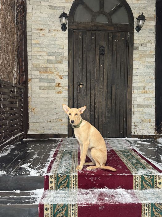 Отдадим собачку девочку в хорошие,надежные руки !!!