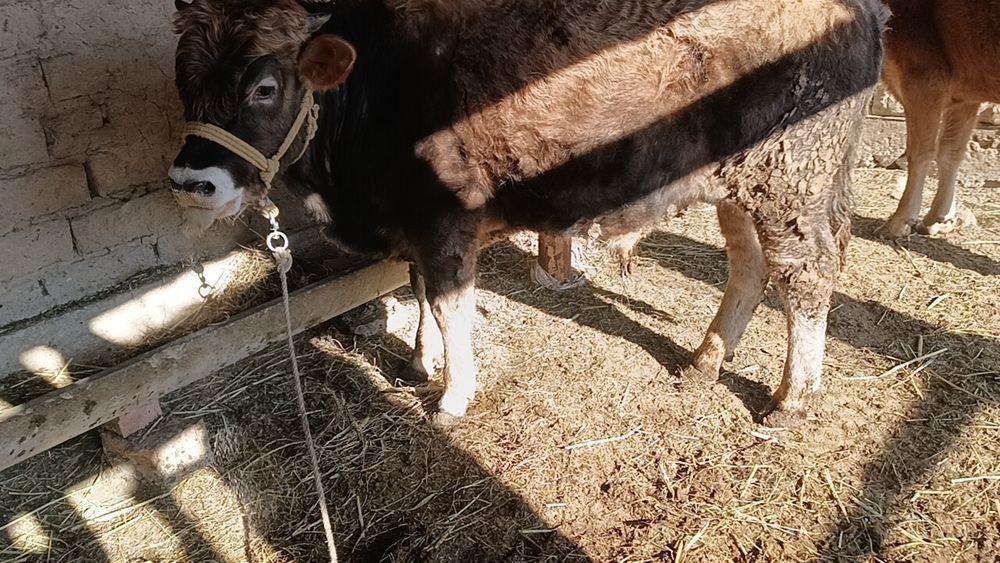 Үйде бидай жеп тұрған бучок