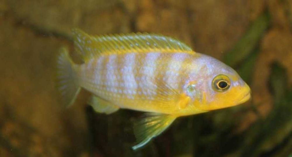 Псевдотрофеус Аврора - Цихлиды Африки