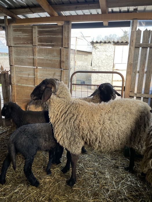 De vanzare oi cu mieluți