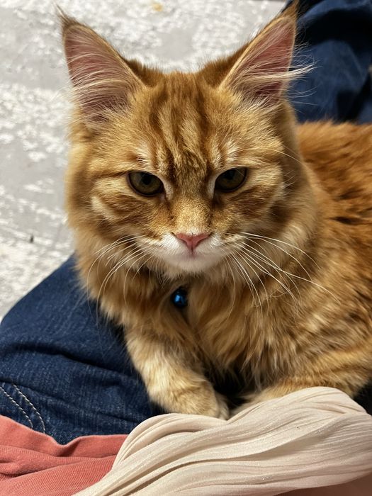 Продаем котенка.