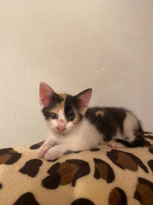 Pui de pisica spre adoptie