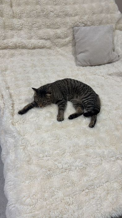 Кот котик молодой