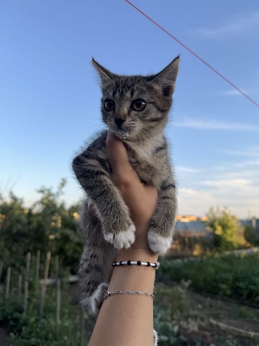 Котята в поисках дома