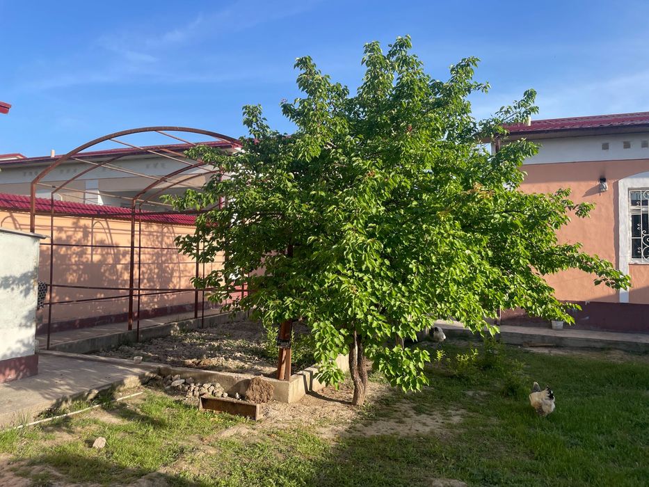 Kotej sotiladi  (Zangi kateji) - Shahrisabz, 4 xona / 6 sotix