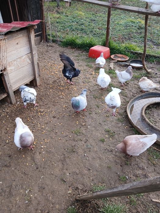 Vand porumbei TEXANI