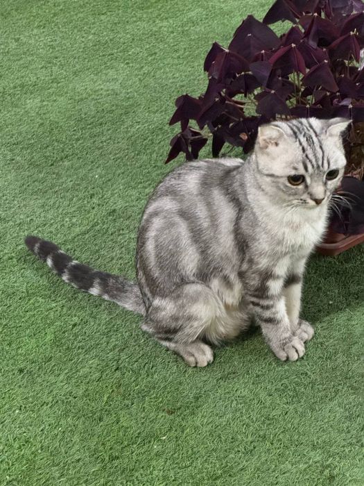 Мушук Кошка Скотиш фолд Киз бола
