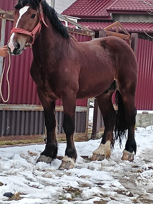 Vând mânz 3 ani învățat la pădure . Merge și în unu și la doi .