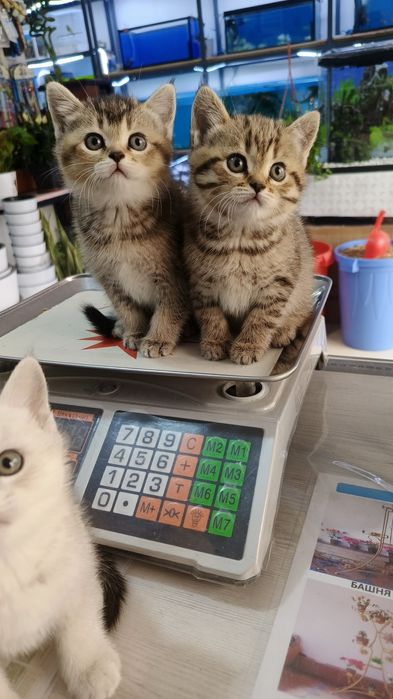 Продается Шиншилла