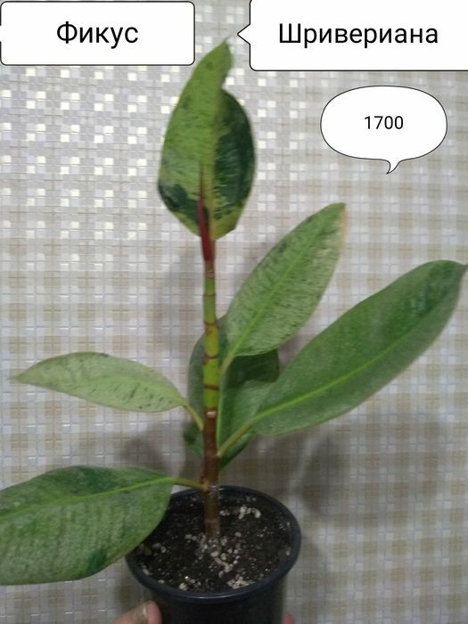 Продам Фикусы разные