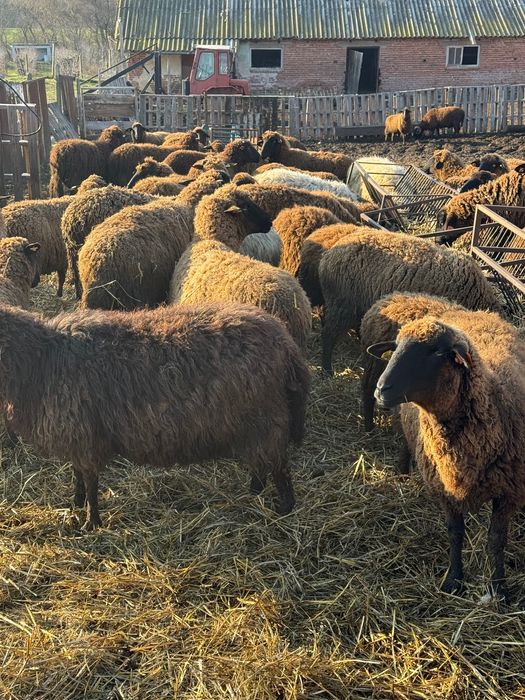 200 броя овце карнобатска местна порода