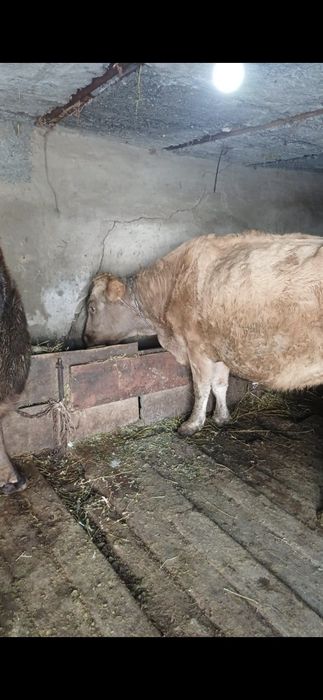 Продам корову Уштобе Исаева 45