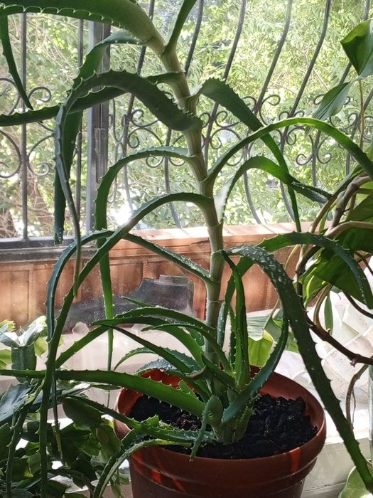 Продаю лечебное алоэ