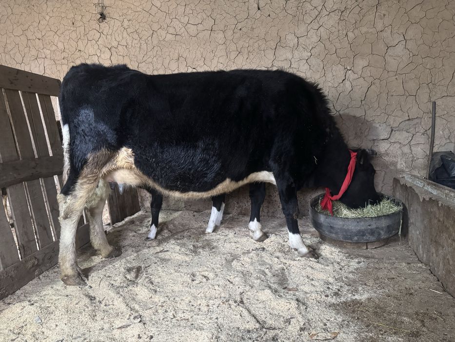 Бұзпулы сиыр 3 тума