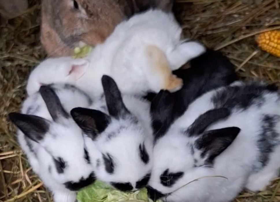 Pui de iepuri crescuți la curte bio