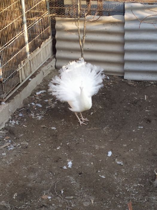 Ок товус сотилади