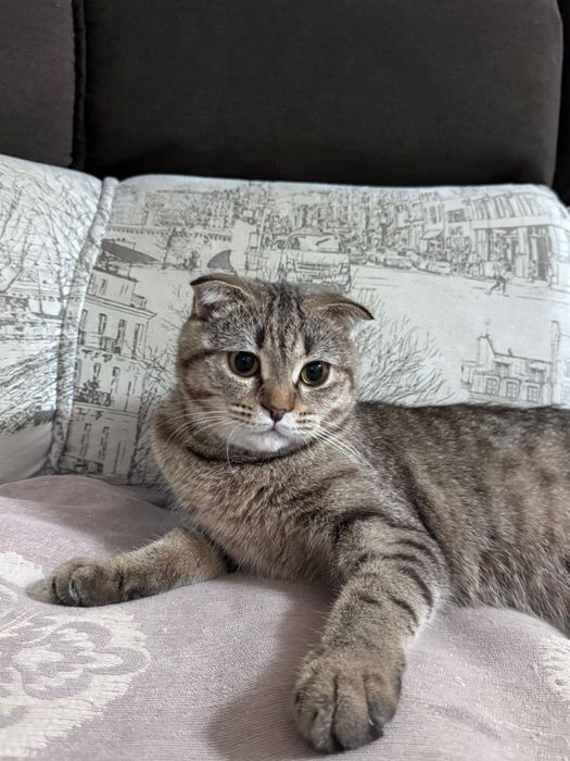 Кошка воспитанная