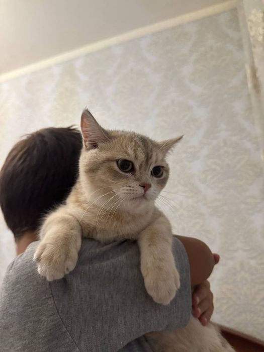 Британская шиншила