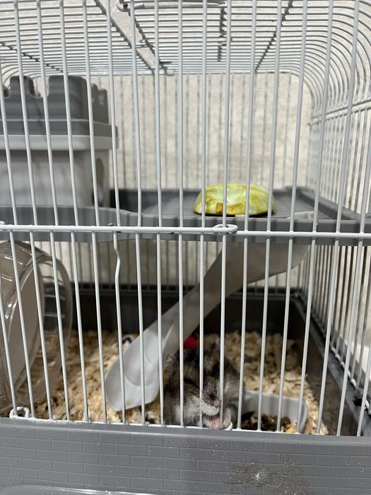 Продам хомячка с клеткой