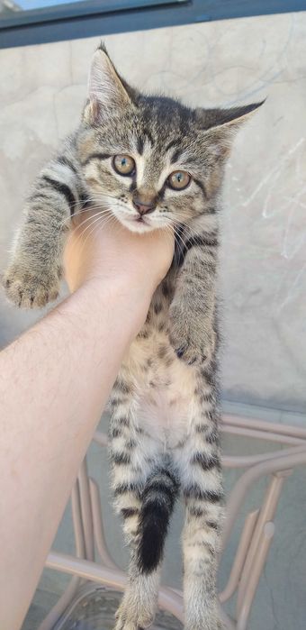 Отдам котят БЕСПЛАТНО