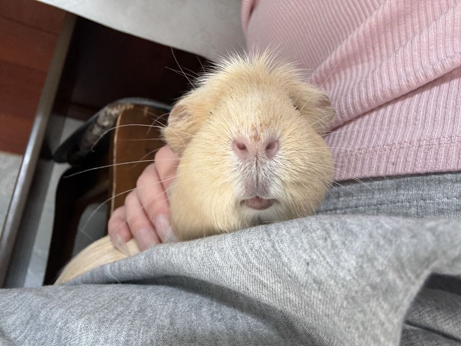 морская свинкааа