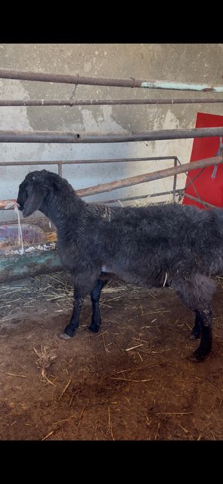 Срочно  кози кочкорла сотилади