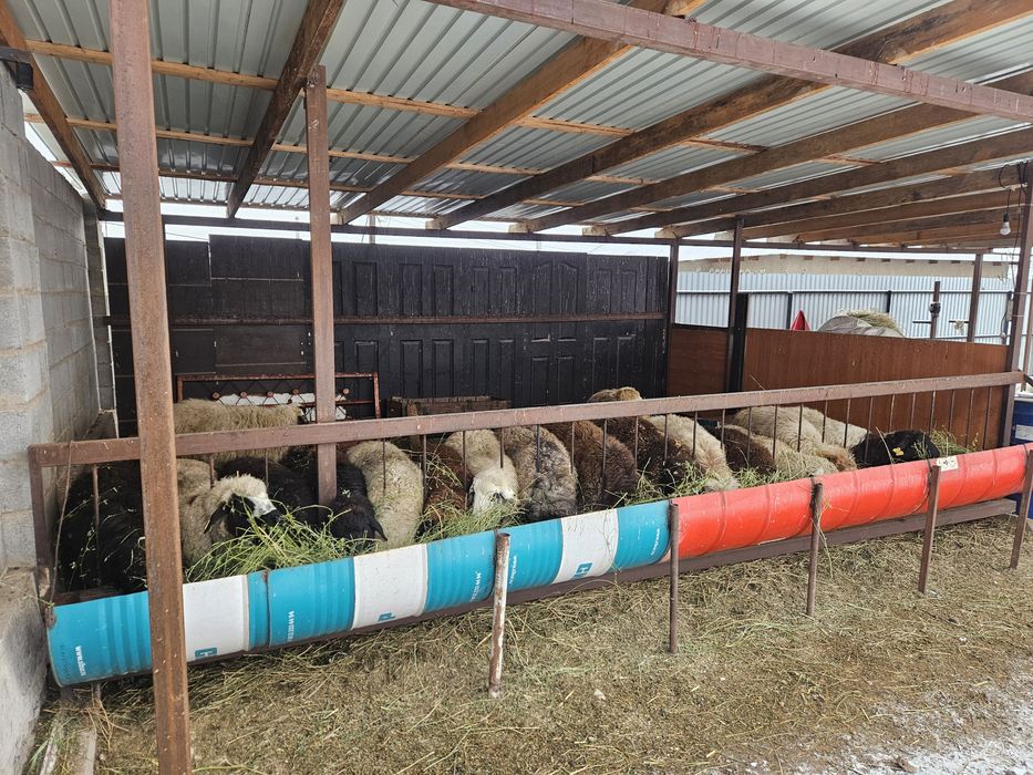 Семиз Бордакы Кой, Токтылар .