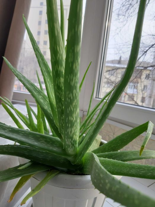 Алоэ на Атакенте