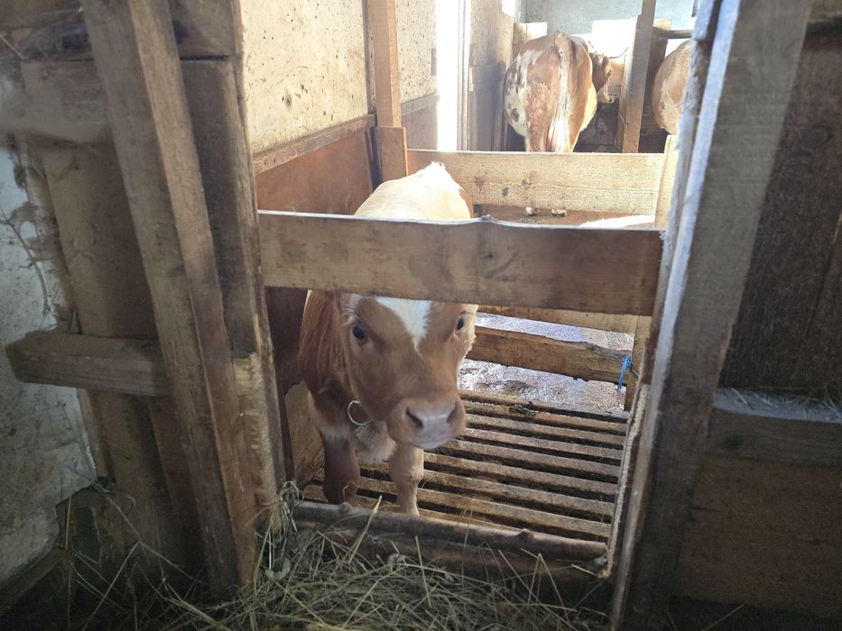 Vând două vițele Bălțată Românească