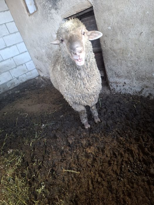 Семіз қошқар сатылады