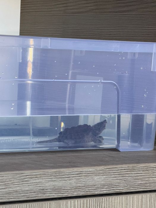 Alligator Snapping Turtle - Țestoasa Aligator