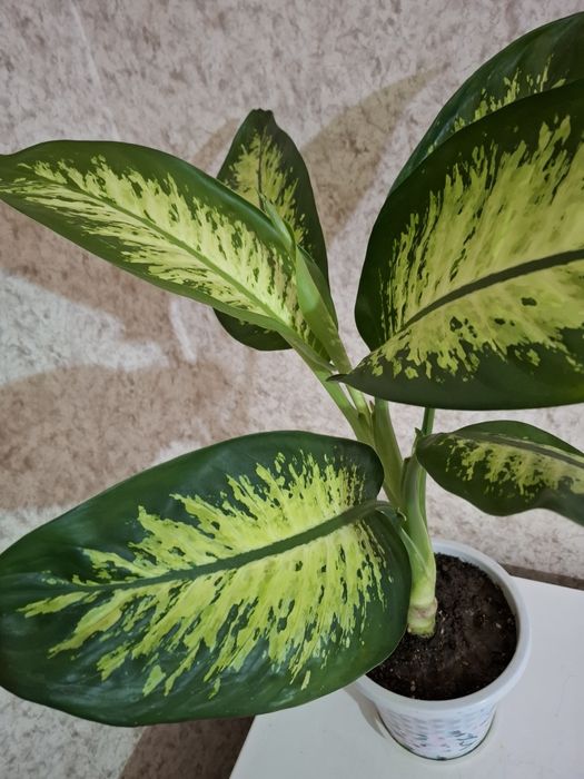 Продам Дифенбахию!