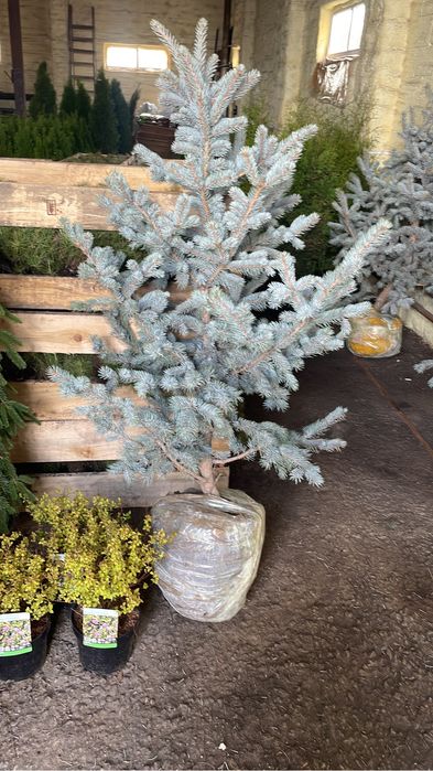 Голубые ели блю даймонд