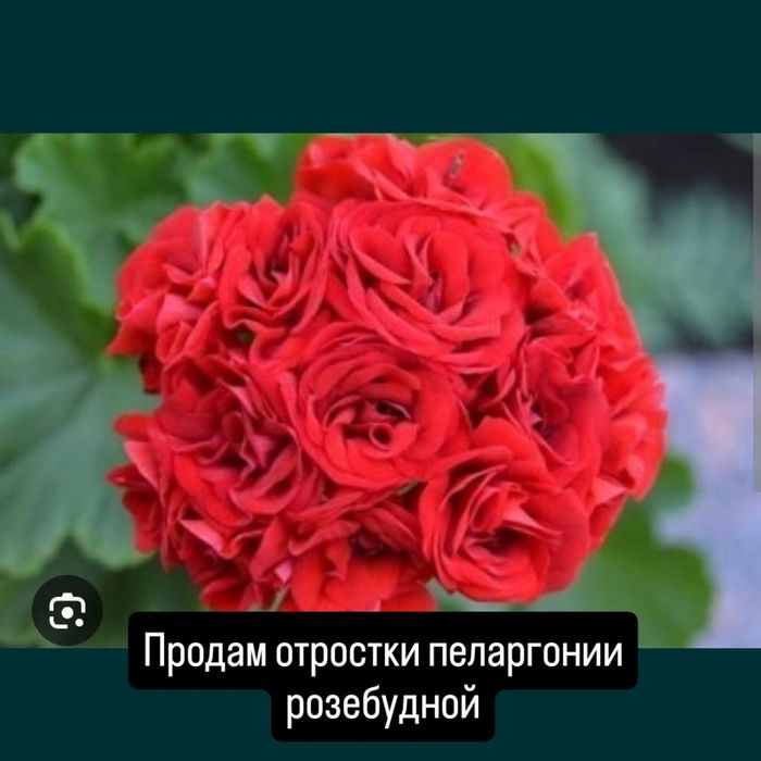 Герань королевская