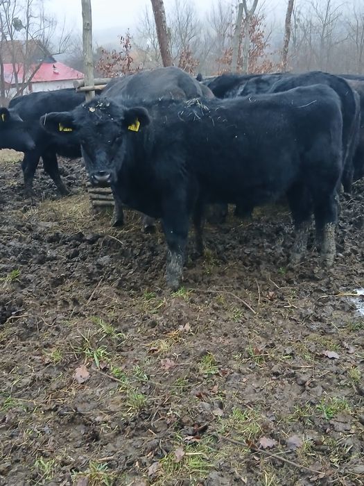 Vând vitei angus
