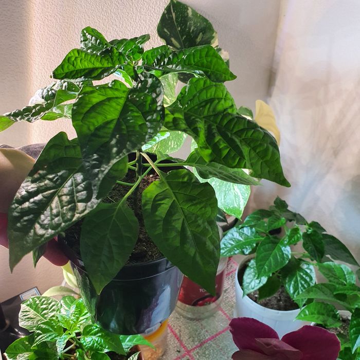 Супер острые перцы,хабанеро и скорпион тринидад