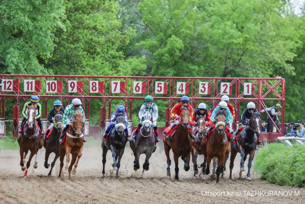 Тренинг и содержание лошадей