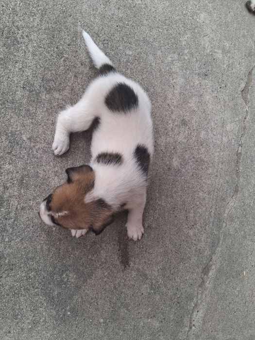 Donez catelusi jucăuși, varsta  1 luna  talie medie