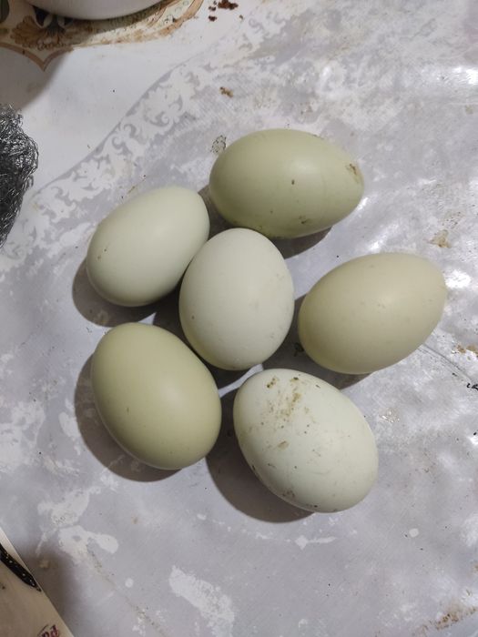 Продам инкубационные яйца.