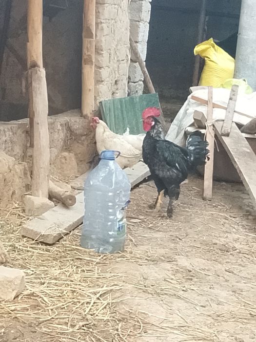 Joja xorozlar sotiladi