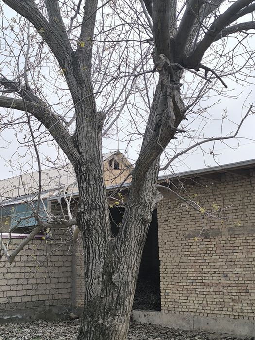 Yong'oq daraxti sotiladi