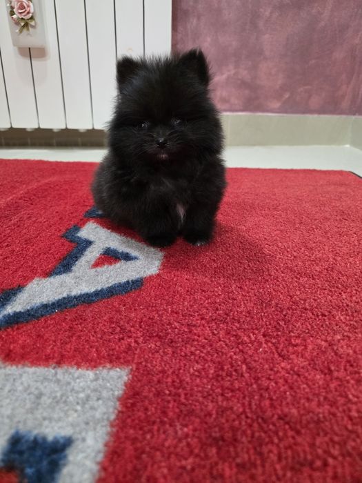 Pomeranian mascul negru