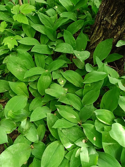 Продам ландыши белые