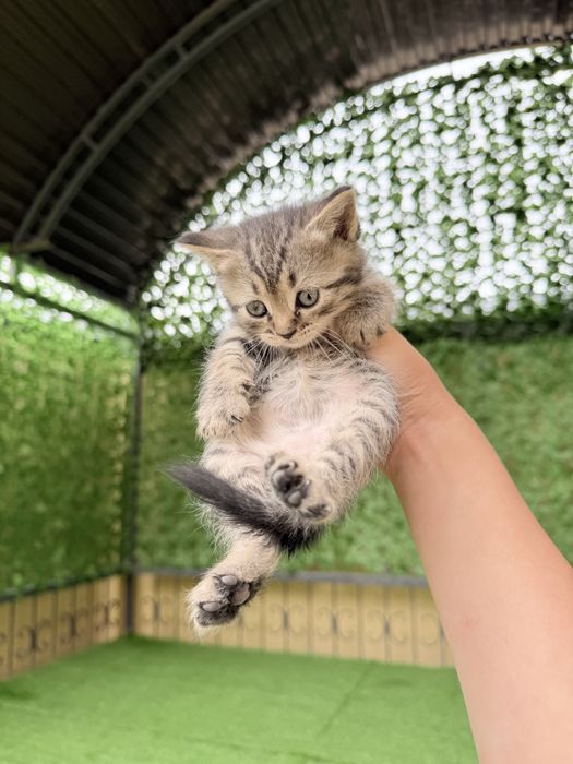 Шотландский кошки