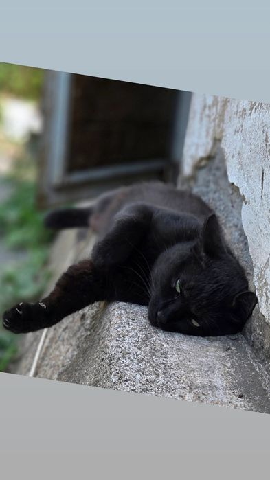 Отдам молодого кота . Кот ищет родного человека