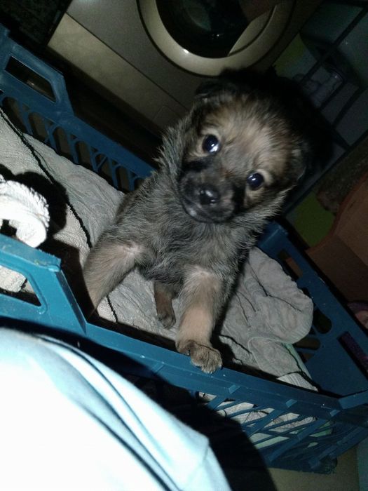 Щенок в добрые руки