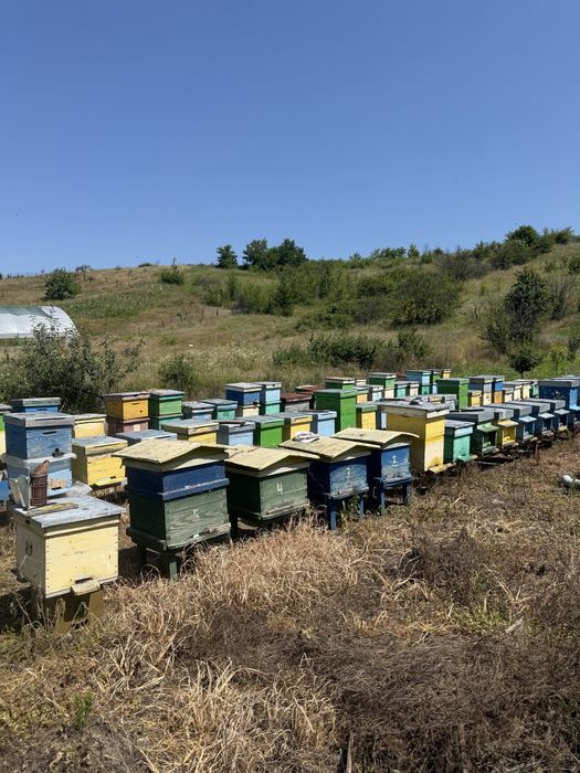 Vand stupi si miere naturala ( angro 15 lei kg) sau la kg