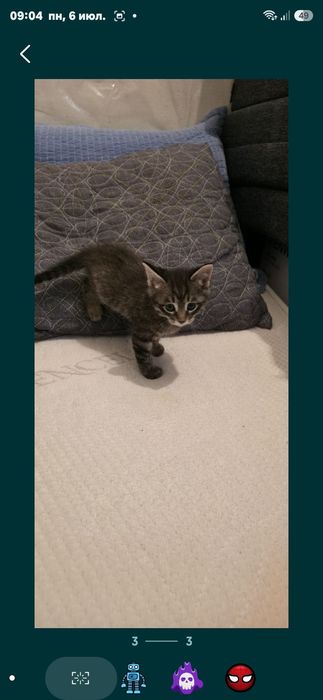 Отдам домашних котят.